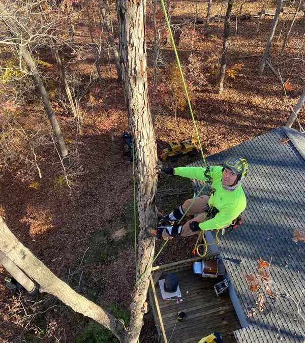 Tree Felling Safety