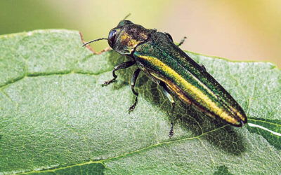 The Emerald Ash Borer Beetle