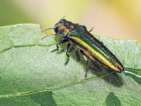 The Emerald Ash Borer Beetle