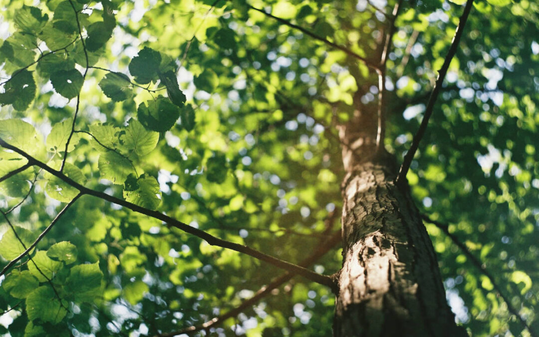 Help your Trees Survive Drought