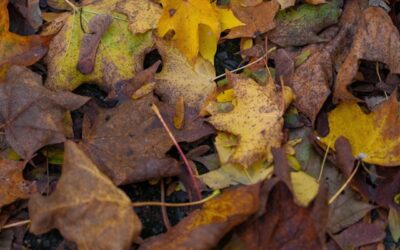 Creative and Sustainable Uses for Fallen Leaves