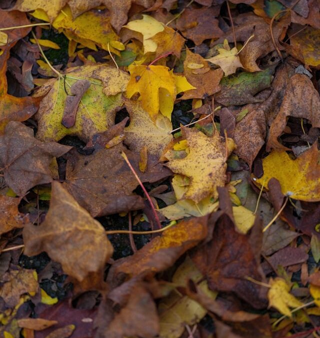 Creative and Sustainable Uses for Fallen Leaves