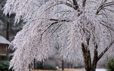 Ice Storms and Trees: Do’s and Don’ts for Homeowners
