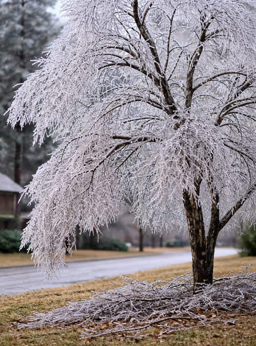 Ice Storms and Trees: Do’s and Don’ts for Homeowners