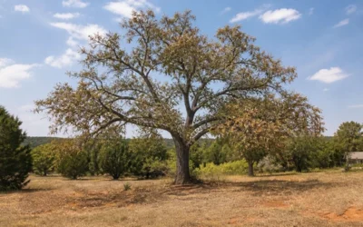 North Georgia Drought Tree Care: How to Help Your Trees Survive