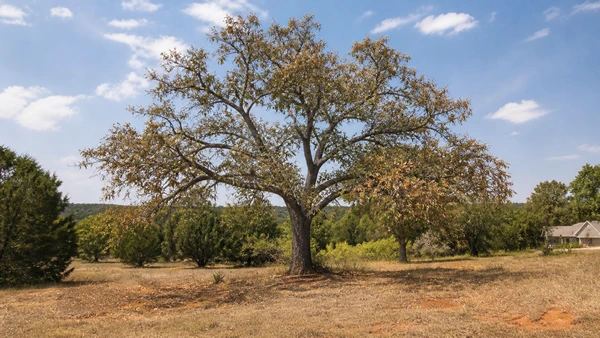 Drought stricken tree